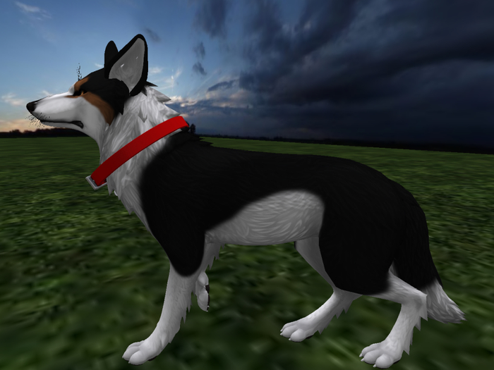 NM's Junk & Stuff BLK Collie (BOXED)