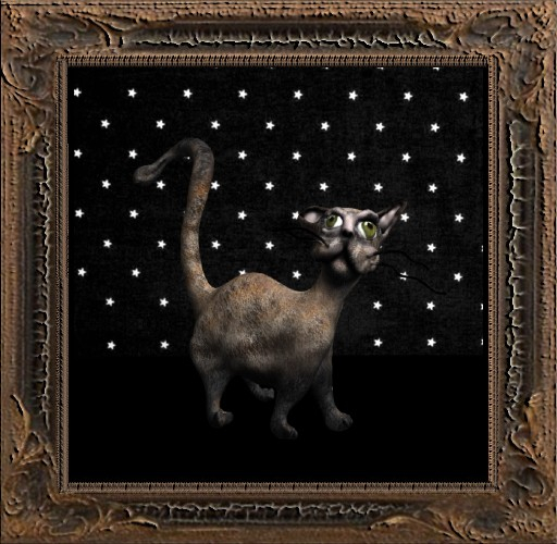 Cica's cat 13