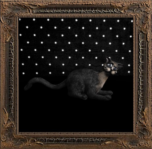 Cica's cat 46