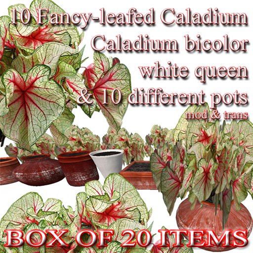 10 Fancy-leafed Caladium bicolor white queen & 10 pots