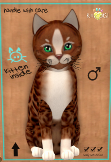 KittyCatS Box - New Born Kitten