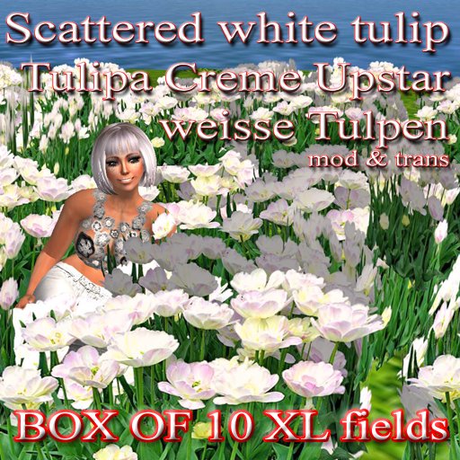 0 x scattered field Tulip Tulipa Creme Upstar weisse Tulpen