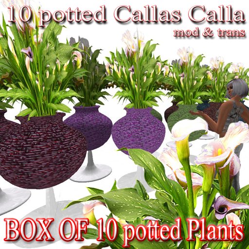 10 potted callas calla in glass vase realistic plants