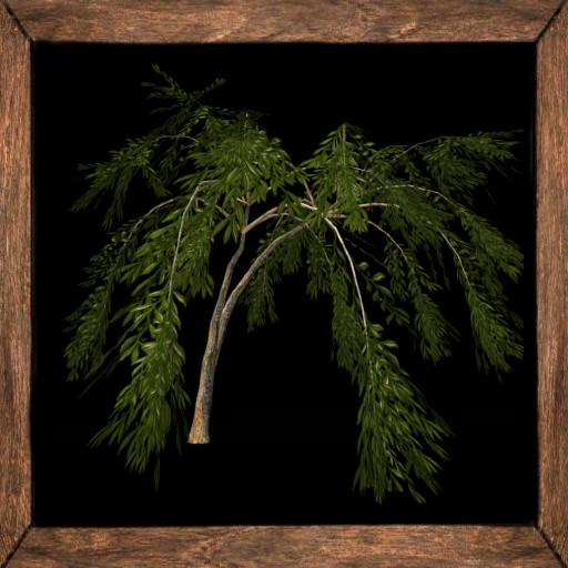 Cica's Willow 1
