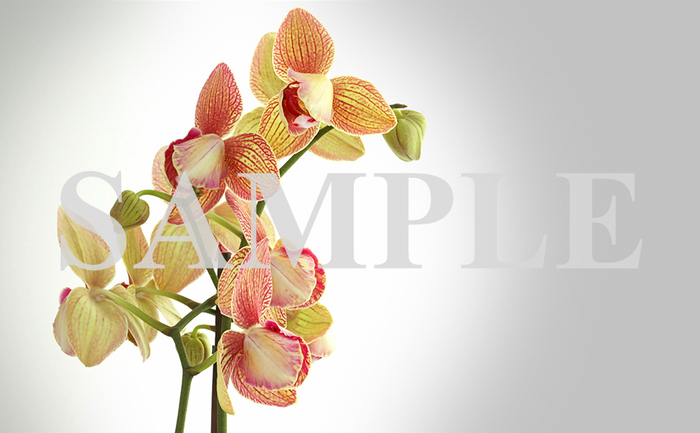 Orchids