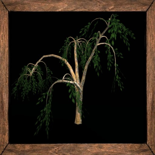 Cica's Willow 9
