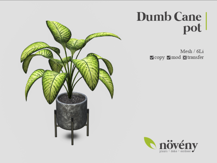 Noveny - Rattan Set -  Dumb Cane