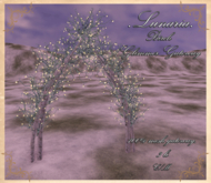 .Lunaria. Birch Glimmer Gateway 