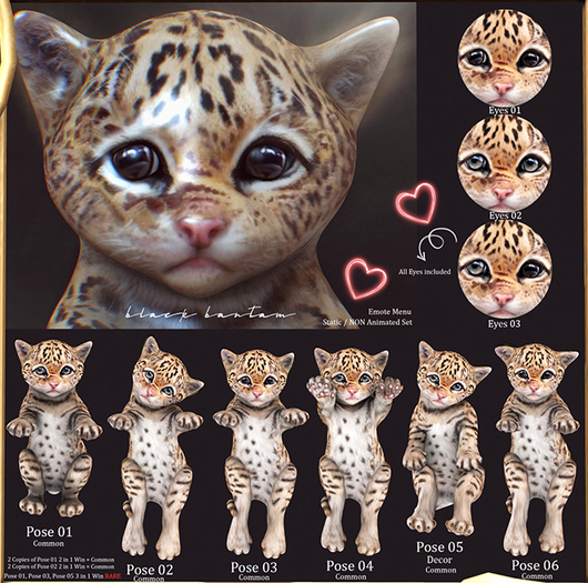 **[Black Bantam] Tiny Leopard Pose 03