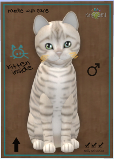 KittyCatS Box - Toyger - Snow