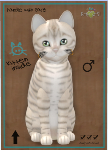 KittyCatS Box - Toyger - Snow