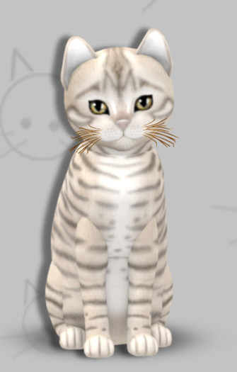 KittyCatS Box - Toyger Snow/8T/Male/Galaxy Star