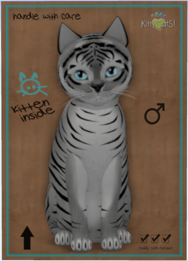 KittyCatS Box - Tiger! - Shadow