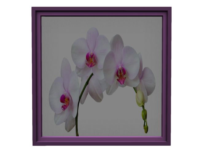 Pink Orchid Bunch