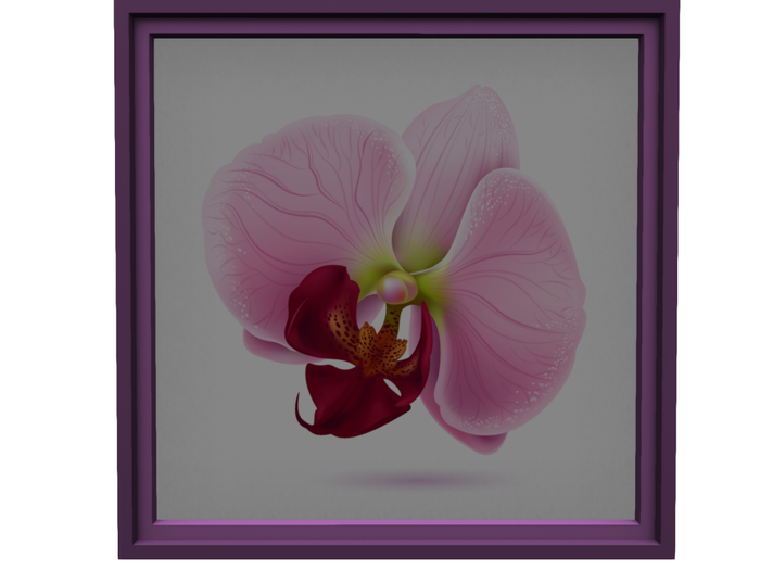 Single Pink Orchid