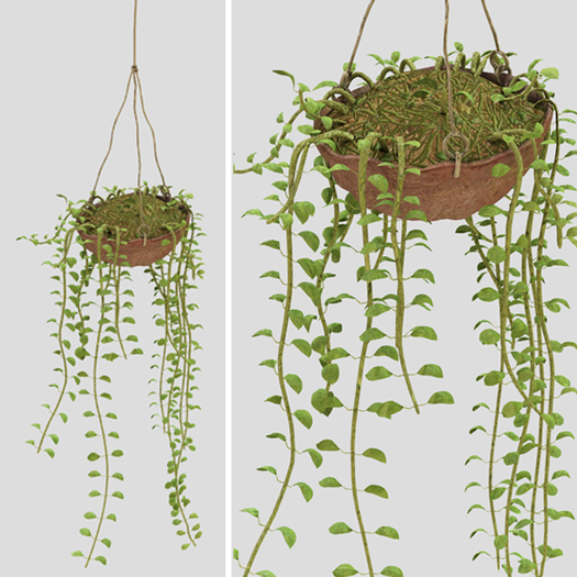 (Luc.) Hanging Plant in Coco Husk