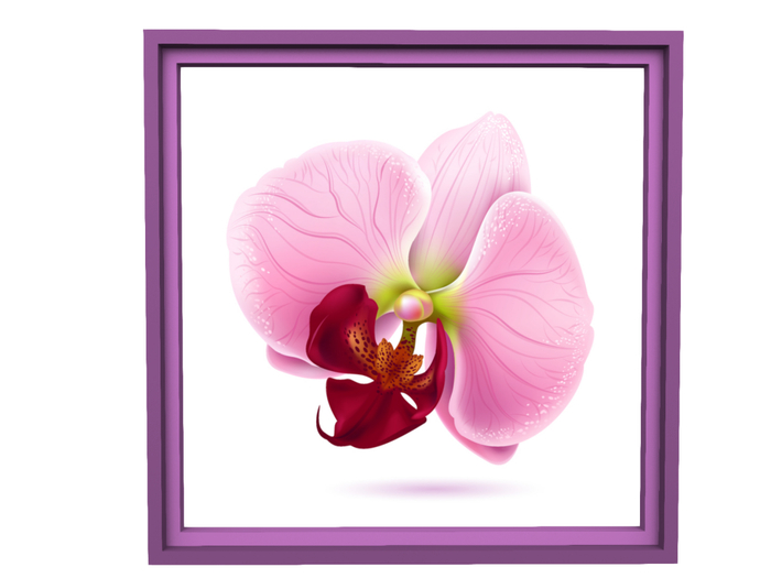 Single Pink Orchid FB