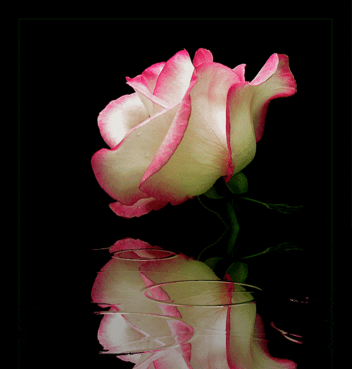 animated frame rose and rain