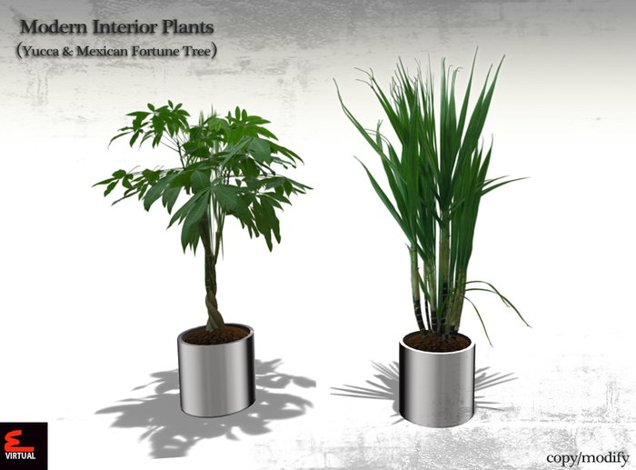 Modern Interior Plants Yucca & Mexican Fortune Tree COPY/MODIFY