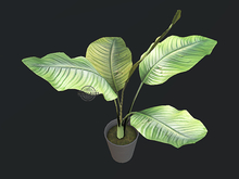 MINIMAL - Monstera Plant *8*