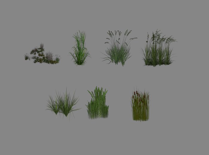 new grasses