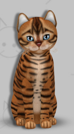 KittyCatS Box - Toyger Caramel/8T/Female/Opaline