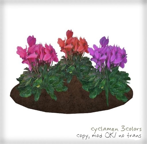 cyclamen 3colors