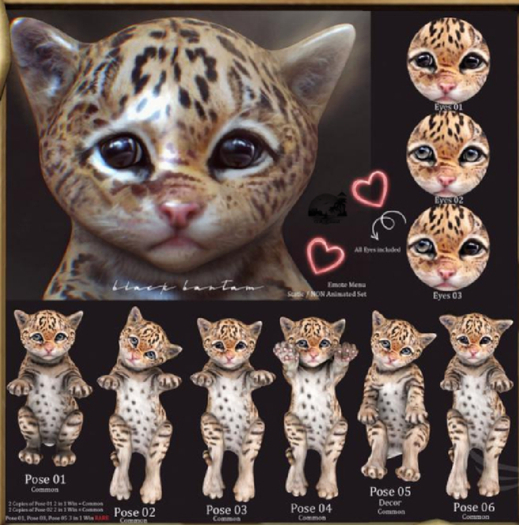 **[Black Bantam] Tiny Leopard Pose 03