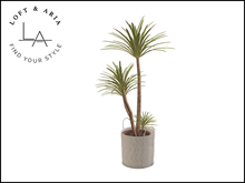 Loft & Aria - Azibo Potted Dracaena - White