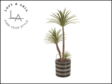 Loft & Aria - Azibo Potted Dracaena - Tricolor