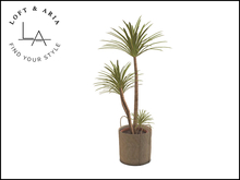 Loft & Aria - Azibo Potted Dracaena - Natural