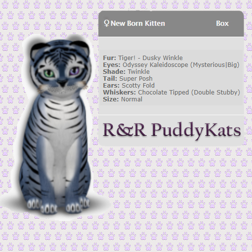 KittyCatS Newborn Kitten Box - Tiger! Dusky Winkle