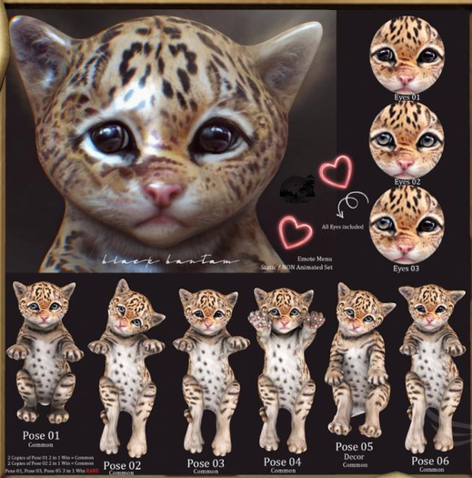 **[Black Bantam] Tiny Leopard Pose 04