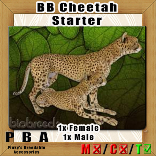 BB Cheetah Pair Starter