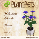 PlantPet Seed [Hibiscus Shrub *Tivona*]RARE