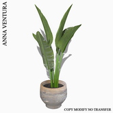 A.V _Banana Palm  in simple clay pot