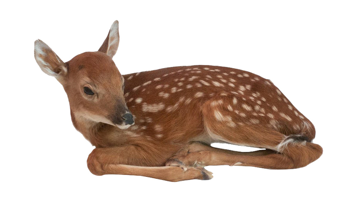 Fawn Taxidermy