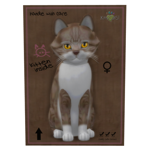 KittyCatS Box - New Born Kitten