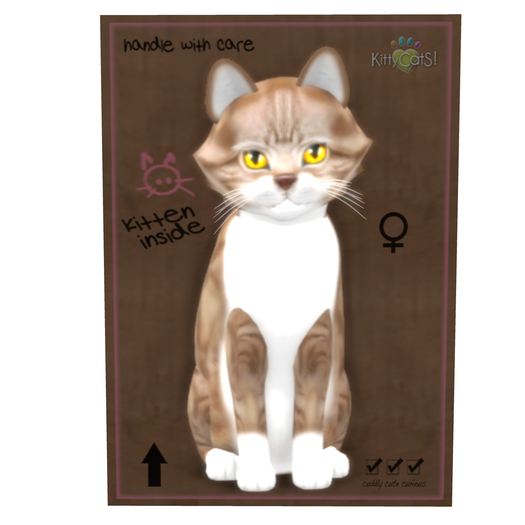 KittyCatS Box - New Born Kitten