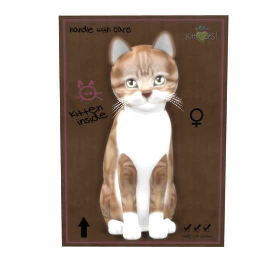 KittyCatS Box - New Born Kitten