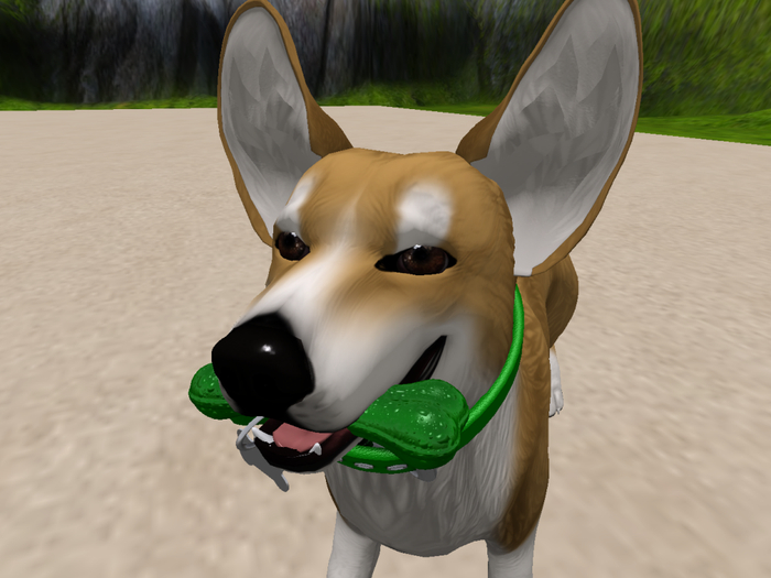 NM's Junk & Stuff Corgi (BOXED)