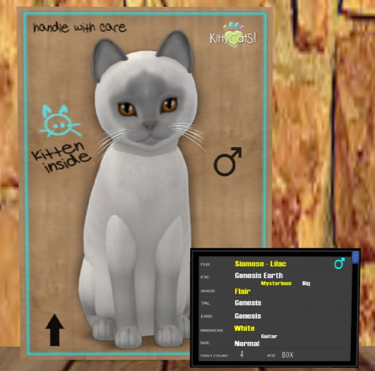 KittyCatS Box - Siamese - Lilac 4T