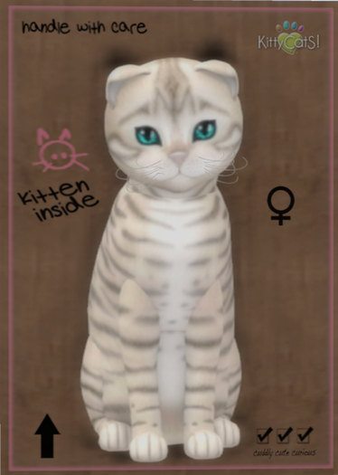 KittyCatS Box - Toyger - Snow