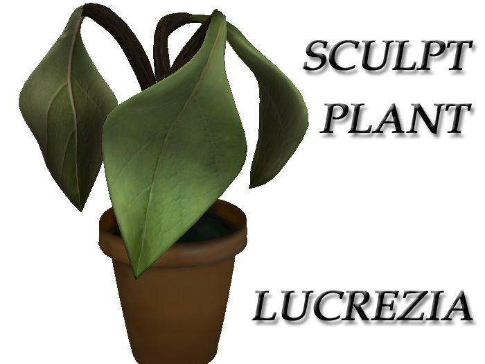 PLANT SCULPTED " LUCREZIA"