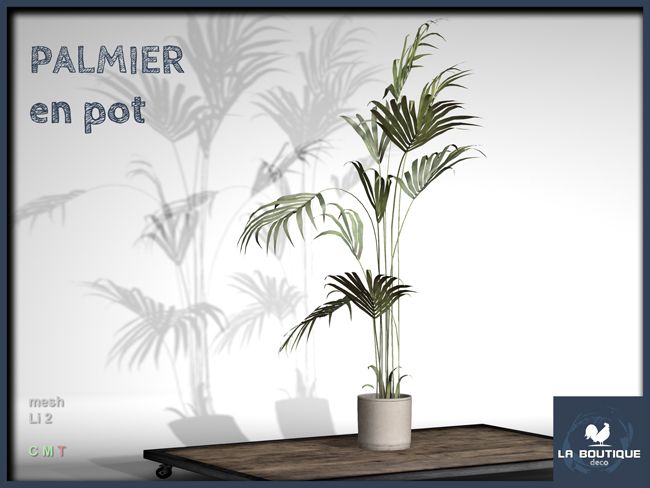 LB - palmier en pot