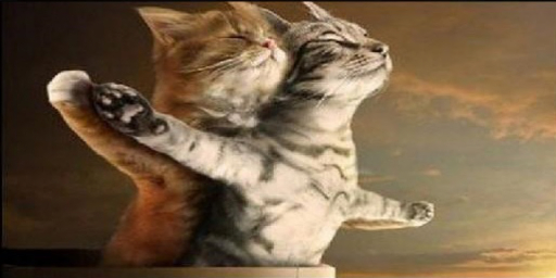 Titanic Love Kitty Katz R3 Card Packed