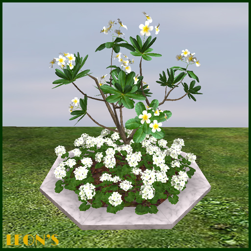 Frangipani & Geranium in large octagonal Marble Planter - RESIZE COPY