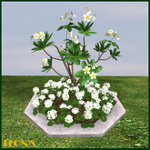 Frangipani & Geranium in large octagonal Marble Planter - RESIZE COPY
