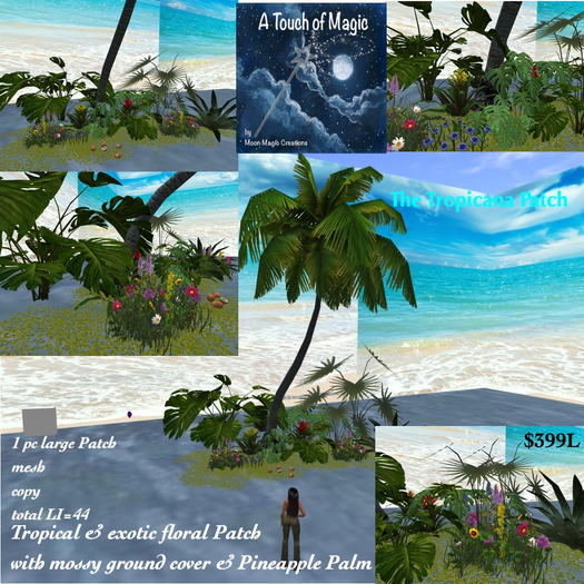 The tropical Patch-Box