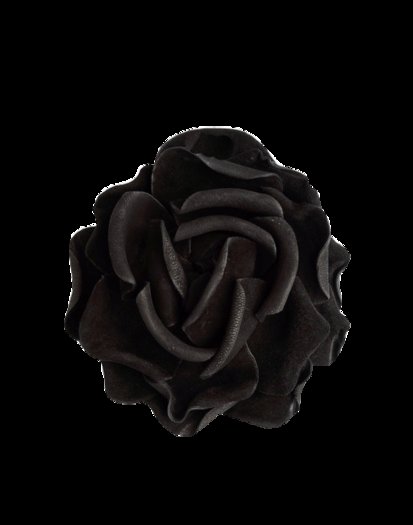 Black rose